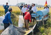 Presiden Jokowi saat mengikuti panen raya padi di Desa Ciasem Girang, Kabupaten Subang, Jawa Barat, Minggu pagi (8/10/2023).