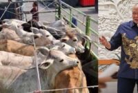 Ketua DPD RI, AA LaNyalla Mahmud Mattalitti (kanan), dan sapi potong impor (kiri).