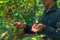 Amaq Rasip saat panen kopi.